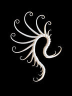 Ear Cuff - Zoa Chimerum